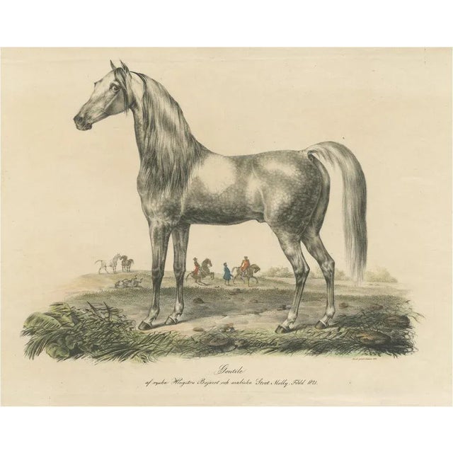 Arabic Horse Named Gentile, Paper For Sale - Image 6 of 6