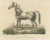 Arabic Horse Named Gentile, Paper For Sale - Image 6 of 6