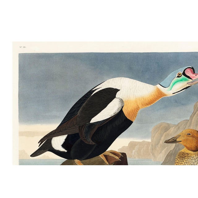 King Duck, Vintage Art Print Reproduction From Birds of America by John James Audubon, 24" X 16" For Sale In Buffalo - Image 6 of 9
