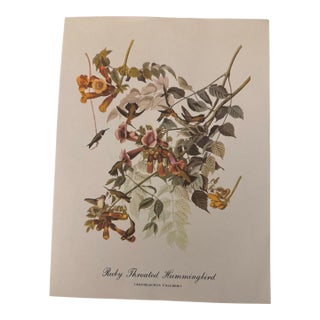 Vintage Audubon Style Ruby-Throated Hummingbird Print, Unframed For Sale