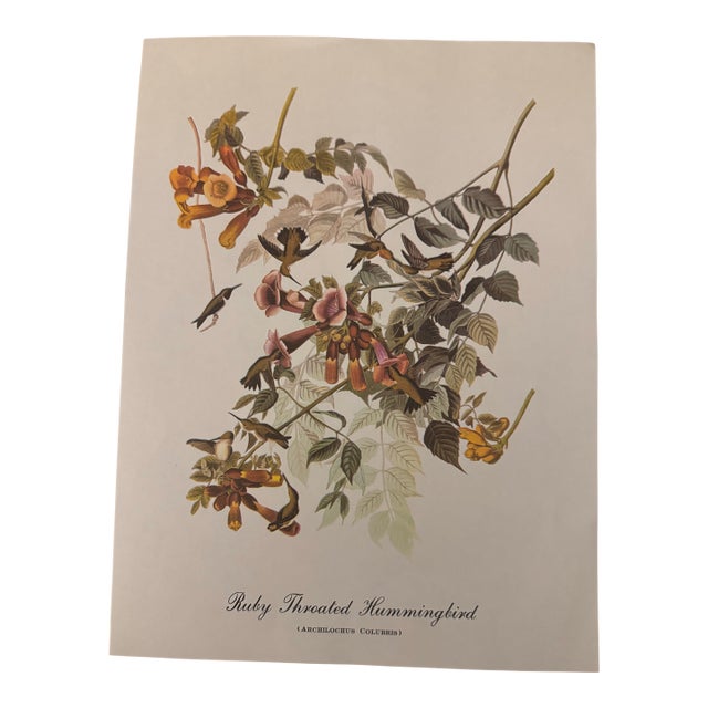 Vintage Audubon Style Ruby-Throated Hummingbird Print, Unframed For Sale