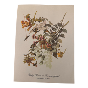 Vintage Audubon Style Ruby-Throated Hummingbird Print, Unframed