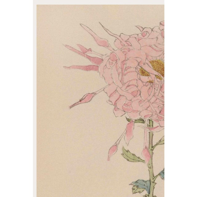 Originally created as Plate 9 from Keika Hyakugiku (One Hundred Chrysanthemums) in 1893, this graceful botanical...