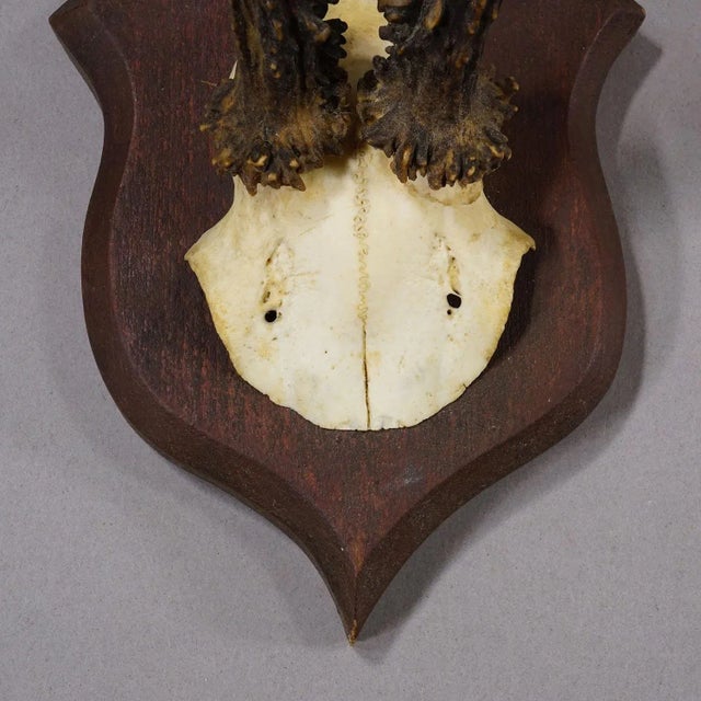 1930s Antique Roe Deer Trophy on Turned Plaque, Germany ca.1930s For Sale - Image 5 of 6