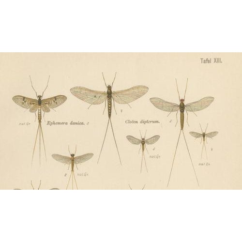 Entomological Lithographs from Die Geradflügler, Germany, 1908, Set of 2 For Sale - Image 6 of 12