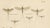 Entomological Lithographs from Die Geradflügler, Germany, 1908, Set of 2 For Sale - Image 6 of 12