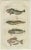 Gottlieb Tobias Wilhelm, Viviparus, Oyster Toadfish and Tusk Fish, 1832, Paper, Set of 2 For Sale - Image 3 of 6