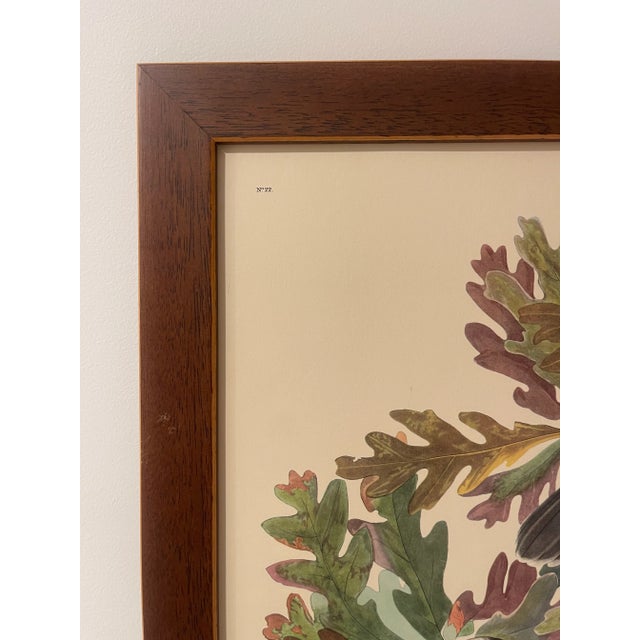 White Early 19th Century Set of 3 Vintage J J Audubon Bird Prints by R Havell For Sale - Image 8 of 16