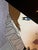 Stunning vintage 1986 limited edition wall art by Fara Zareey titled “Woman With Hat.” This beautiful Art Deco inspired...