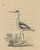 Antique bird print titled 'Gatt Recurvirostra'. Large lithograph of the pied avocet, a large black and white wader in the...