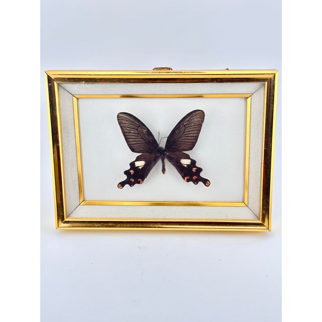 Up for sale is a stunning, professionally framed real Common Windmill Butterfly (Byasa polyeuctes termessus) taxidermy...