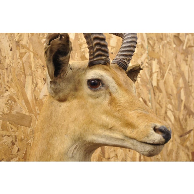 Vintage African Impala Shoulder Mount Wall Taxidermy Man Cave Lodge Home Decor For Sale - Image 10 of 18