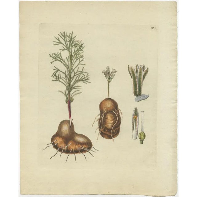 Jacquin, Various Plants, 1790, Set of 4 For Sale - Image 4 of 6