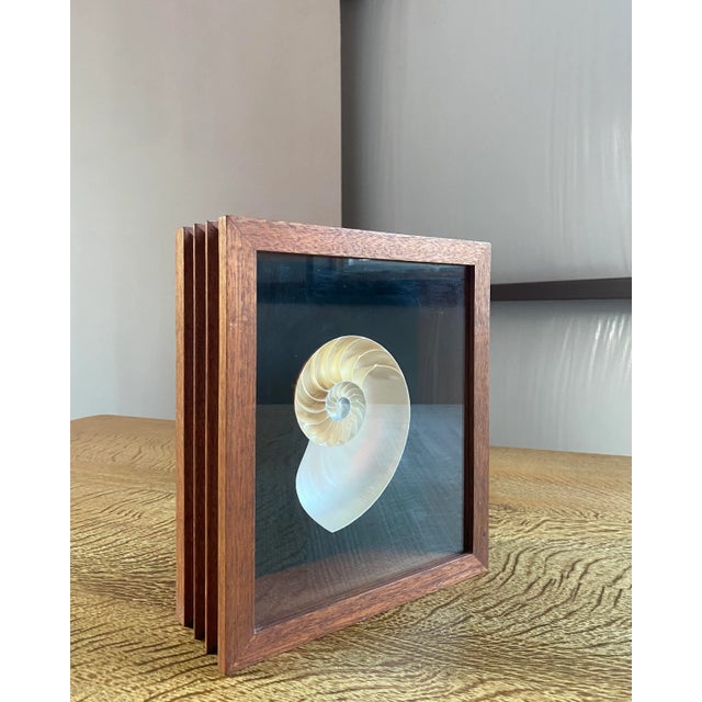 Wood Framed Nautilus Shell For Sale - Image 7 of 15