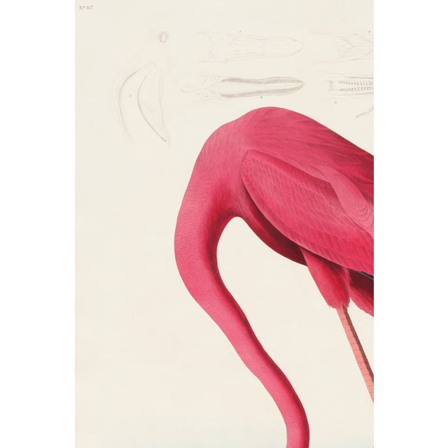 American Pink Flamingo (Audubon, Birds of America), Vintage Art Print Reproduction, 24″ × 36″ For Sale - Image 3 of 7