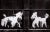 American Carlos Gustavo, Two Peter Mayer Dogs on Dumpster, Gelatin Silver Print For Sale - Image 3 of 3
