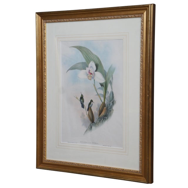 "Antique mid to late 19th century colored lithograph print of Myiabeillia typica (Abeille's Hummingbird) drawn by John...