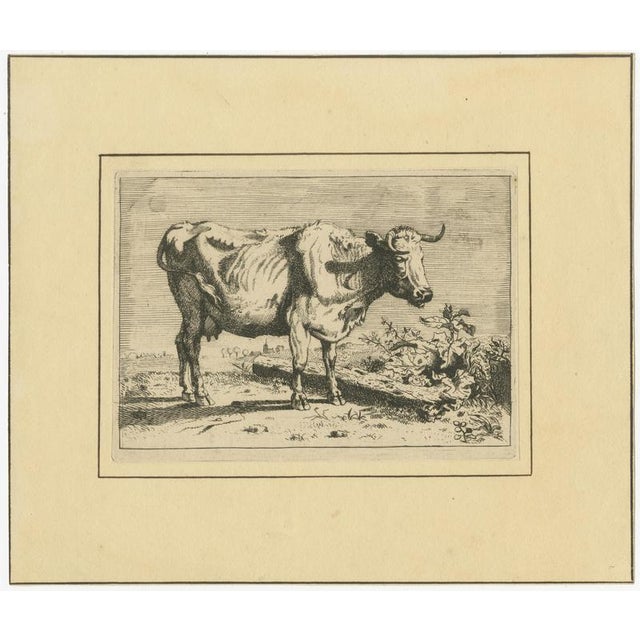 Paper After Paulus Potter, Cattle, 1650, Set of 8 For Sale - Image 7 of 12
