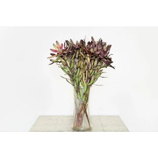 "Chet" Large Contemporary Still Life Flower Photograph by Les Schmidt For Sale