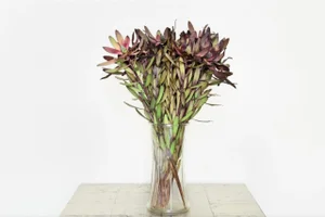 "Chet" Large Contemporary Still Life Flower Photograph by Les Schmidt