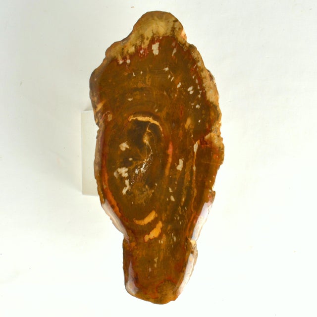 Architectural Push Pull Door Handle in Petrified Wood, 1970s For Sale - Image 4 of 14