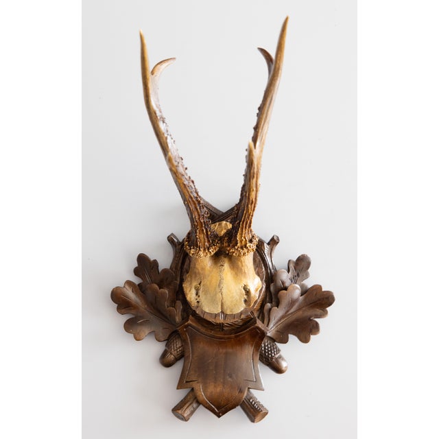 Wood Antique Black Forest Roe Deer Antlers Hunting Trophy Mount For Sale - Image 7 of 7