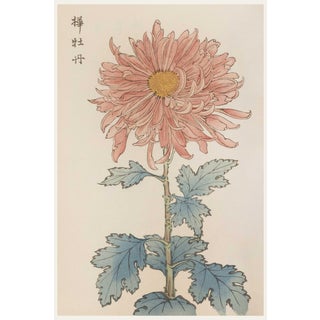 Pink Flower by Hasegawa, Vintage Japanese Botanical Art Print, 16" X 24" For Sale