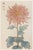 Pink Flower by Hasegawa, Vintage Japanese Botanical Art Print, 16" X 24" For Sale
