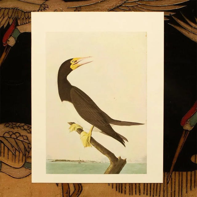 1960s 1966 Brown Booby After Audubon, Vintage Full-Color Print For Sale - Image 5 of 6