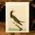 1960s 1966 Brown Booby After Audubon, Vintage Full-Color Print For Sale - Image 5 of 6