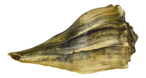 Late 20th Century Vintage Natural Lightning Whelk Conch Shell