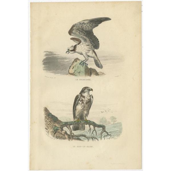 Set of four antique bird prints titled 'The Osprey - The Short-toed Snake Eagle, The Buzzard - The Kite, The Hobereau -...