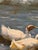 1980s Vintage Signed “Francis” Duck Pond Painting on Artist Board – Original Waterfowl Art For Sale - Image 5 of 8