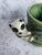 1960s 1960s Glazed Majolica Bamboo Panda Planter For Sale - Image 5 of 9