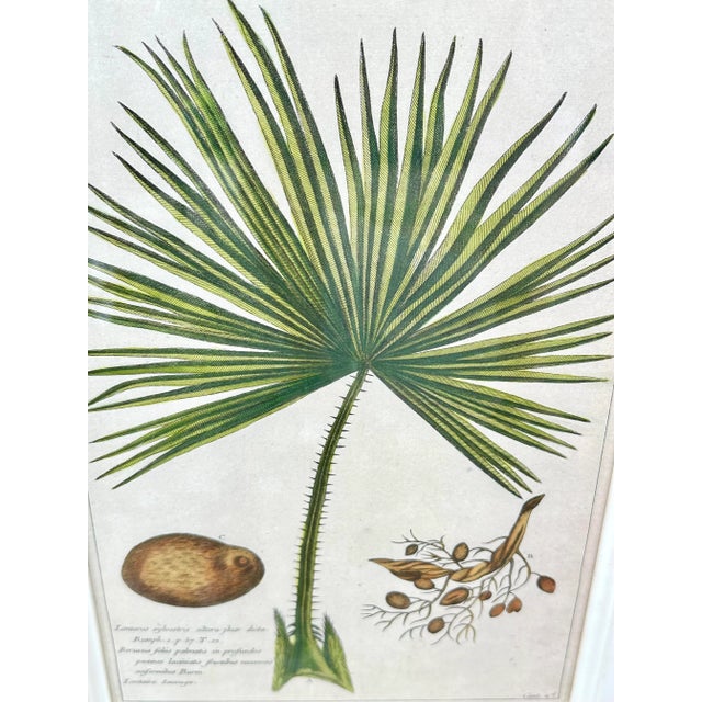 Framed Set of 4 Botanical Prints by Throwbridge For Sale In New Orleans - Image 6 of 9