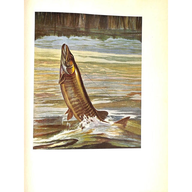 Paper "Fish by Schaldach" 1937 Schaldach, William (Inscribed) For Sale - Image 7 of 12