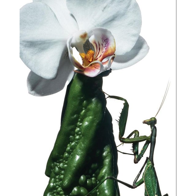 Praying Mantis — Sivan Roshianu, Limited Edition Metal Print (Edition of 5) For Sale - Image 4 of 5