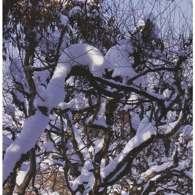 Contemporary William Krammisch Linden Avenue, Germany, 2009 For Sale - Image 3 of 4