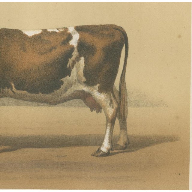 Borie, Mancelle Cow, French Cattle Breed, 1863, Chromolithograph For Sale - Image 6 of 9