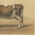 Borie, Mancelle Cow, French Cattle Breed, 1863, Chromolithograph For Sale - Image 6 of 9