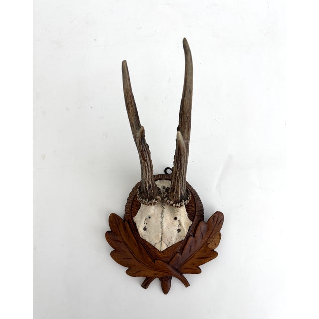 Vintage German Roe Deer antlers mounted on a hand carved wood plaque which appears to be quite an old one although there...