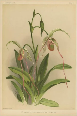 Joseph Mansell, Orchid Selenipedium Hybridum Grande, 1888, Paper