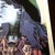 American 1990s After Andy Warhol "Annie Oakley" Lithograph For Sale - Image 3 of 11