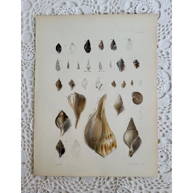 1800s Hand Colored Shell Lithograph, Coastal New York For Sale - Image 4 of 4