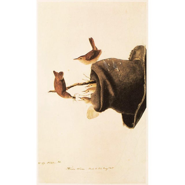 1960s 1966 Vintage Farmhouse Cottage Print "House Wren" After John James Audubon For Sale - Image 5 of 8