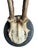 Cabin Roe Deer Trophy 77 Black Forest Antlers Mount For Sale - Image 3 of 5
