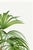 Paper Vintage Palm Tree Illustration, Botanical Art Print Reproduction by Denterghem, 20" X 30" For Sale - Image 7 of 9