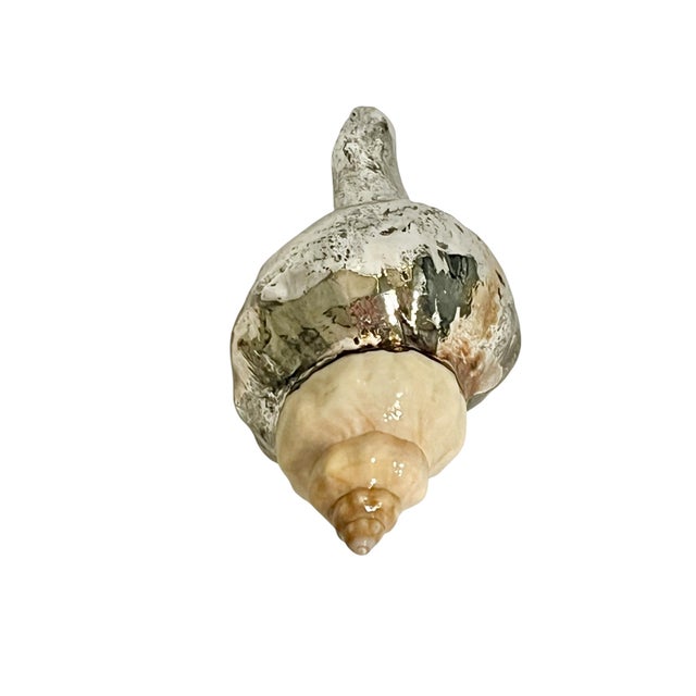 Silver Vintage Partially Silvered Conch Shell in the Style of Bucellati For Sale - Image 8 of 15