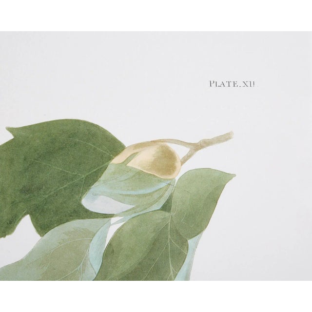 Wood Audubon Baltimore Oriole Plate #12 Havell Edition For Sale - Image 7 of 13