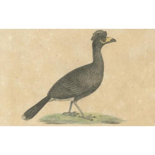 Paper Karl Joseph Brodtmann, Game Birds & Bustard, 1816, Lithograph For Sale - Image 7 of 9
